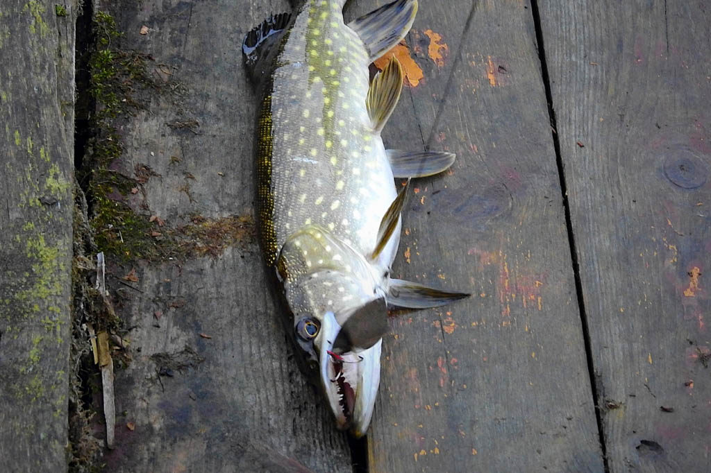 pike