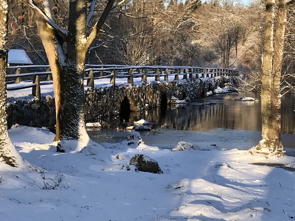 11 bron vinter